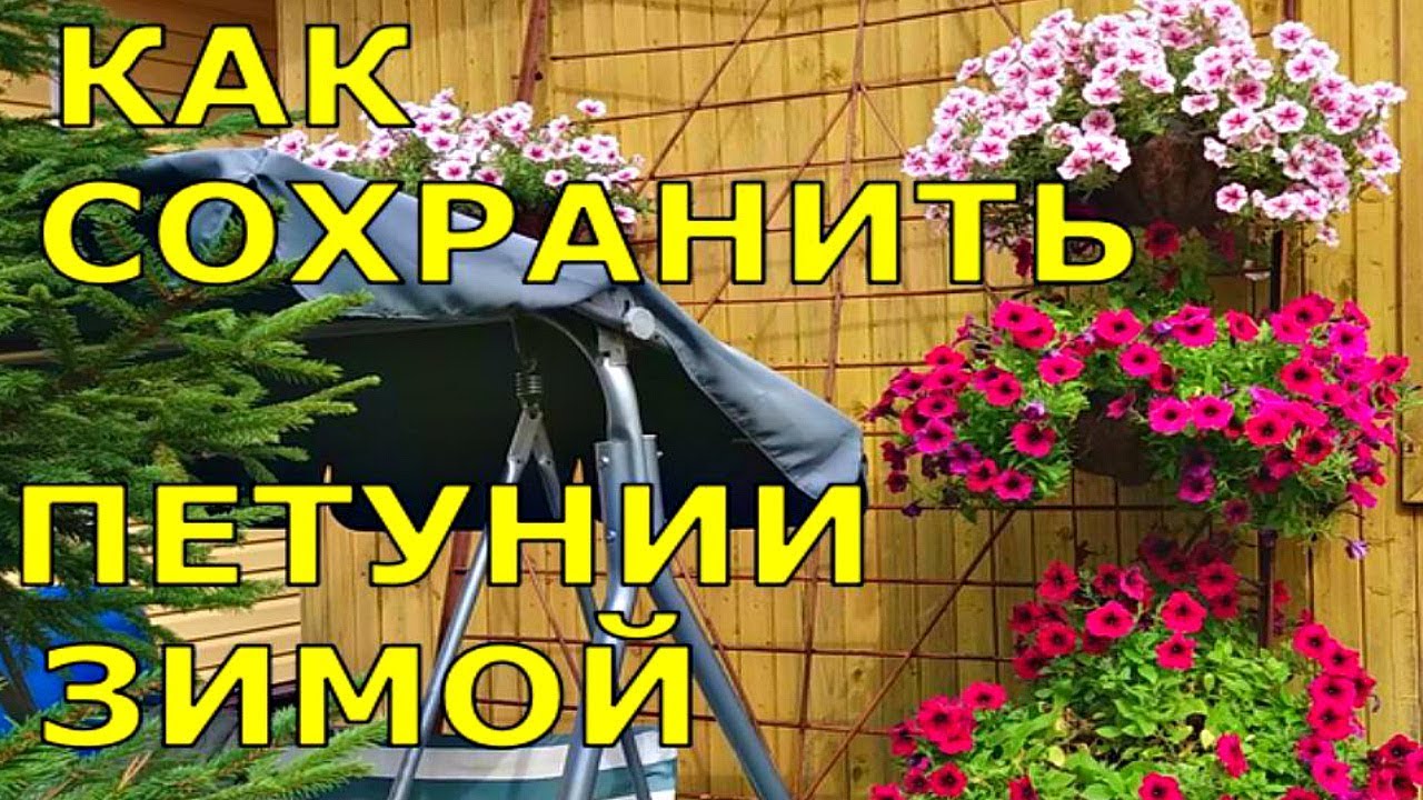 САМЫЕ КРАСИВЫЕ ПЕТУНИИ, КАК СОХРАНИТЬ ЗИМОЙ?
