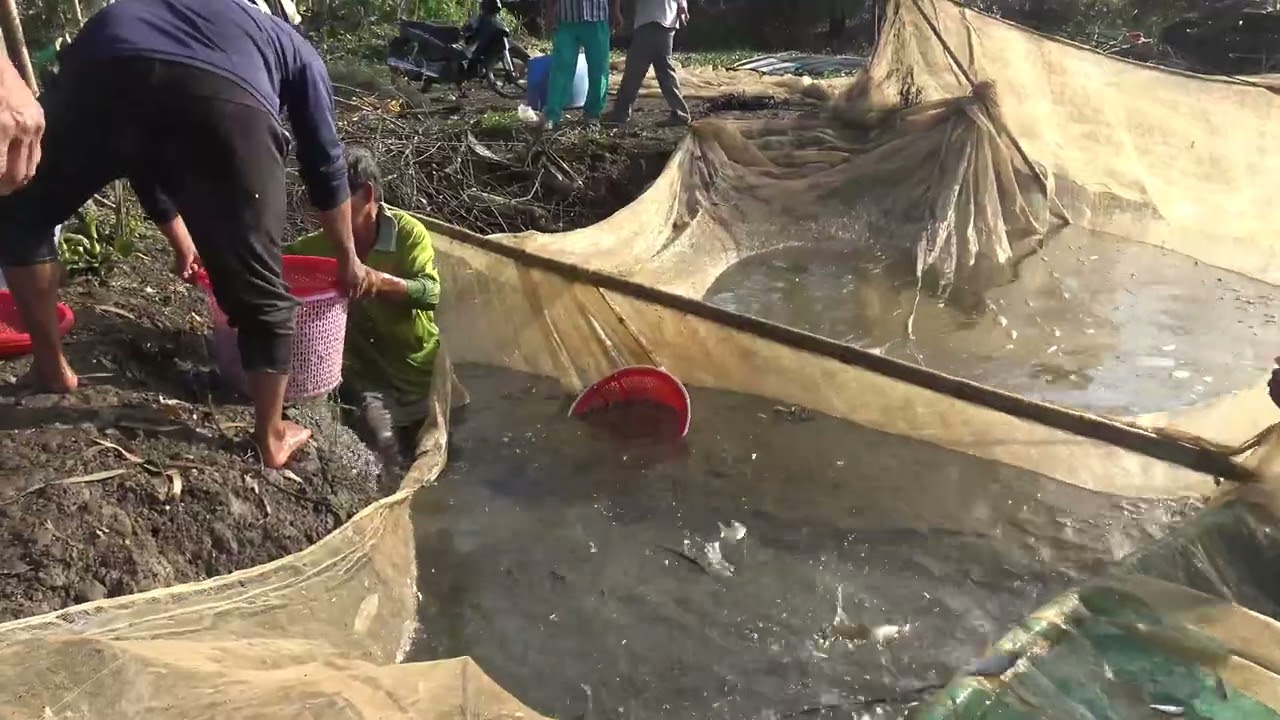 CÁ CHỐT NHIỀU KINH KHỦNG