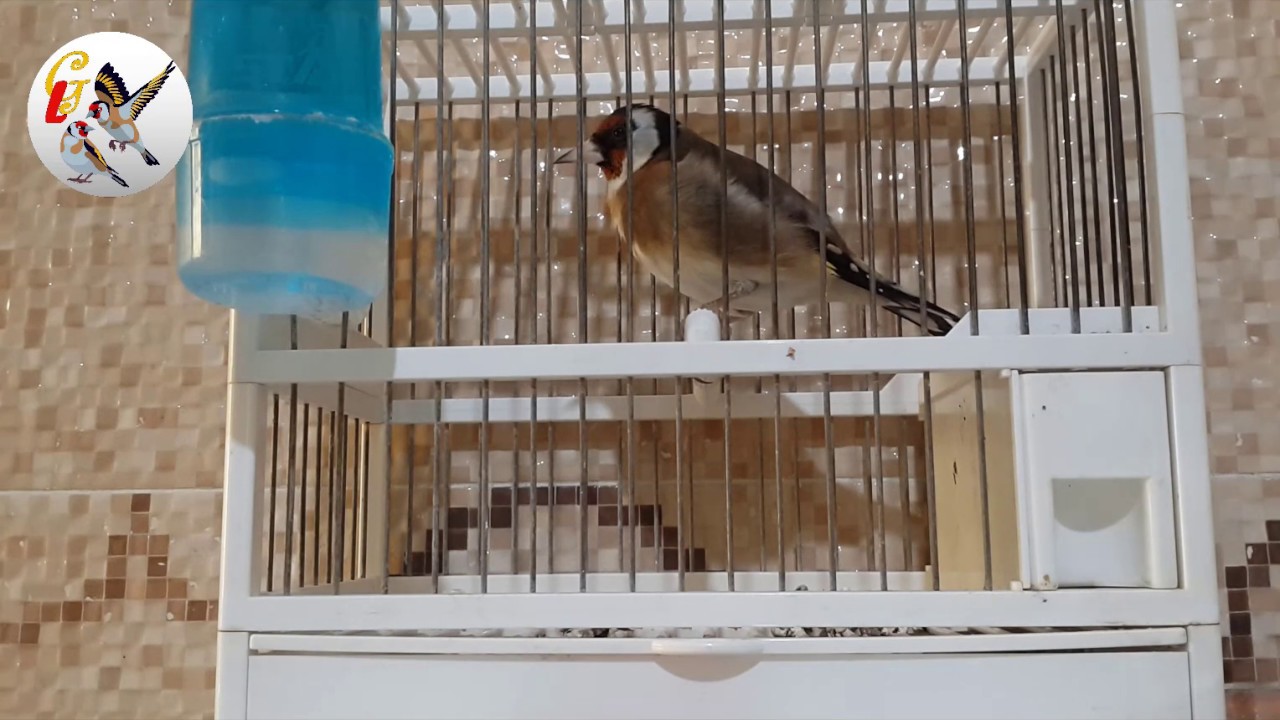 Wild Goldfinch Singing / تغريد الحسون البري