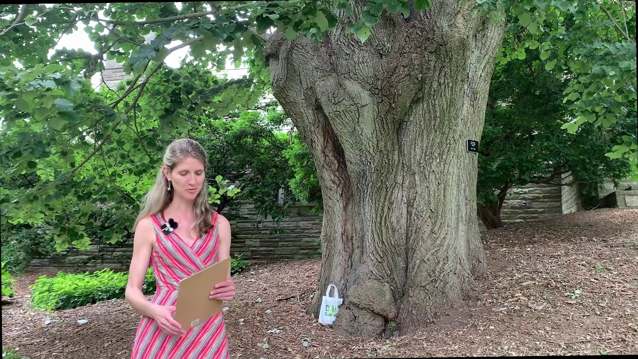 #BranchOut: Big Trees