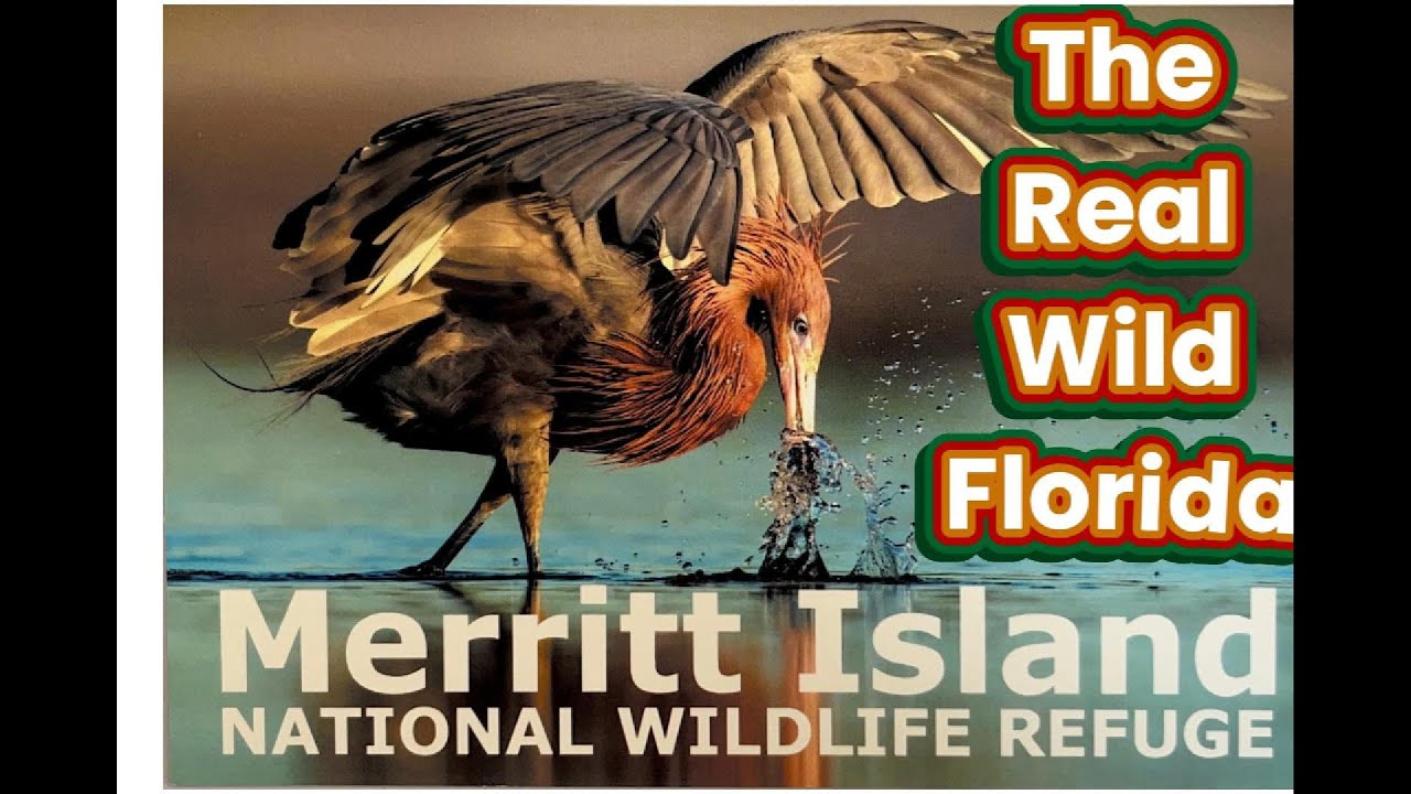 Florida Birding and Postcards: Merritt Island's Best.  #postcard #birding #merrittisland #nature