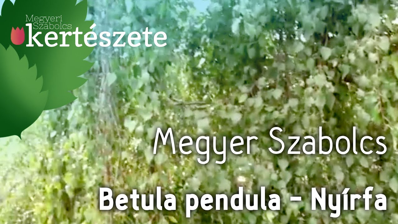 Betula pendula - Nyírfa lombkoronája - Növényismeret - kertészeti tananyag