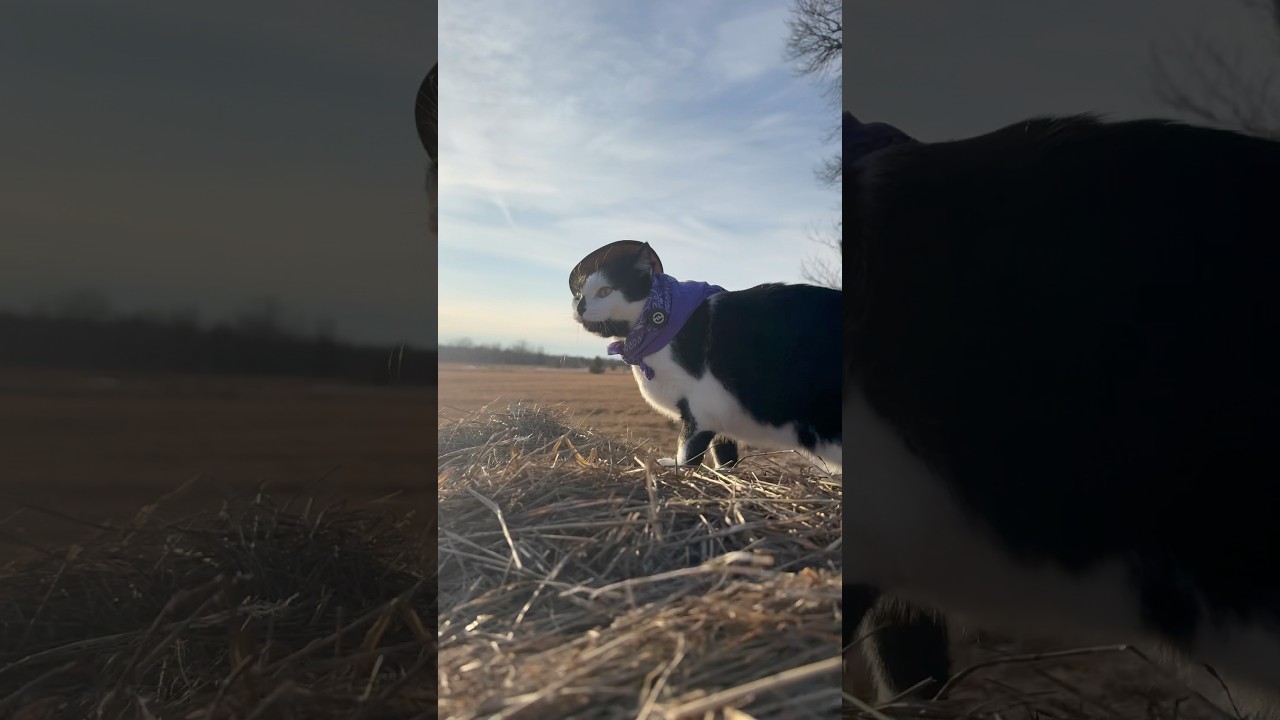 Meowdy purrtners. Jack Spicer is back on YouTube😊 #cat #catlover #kitten #kitty