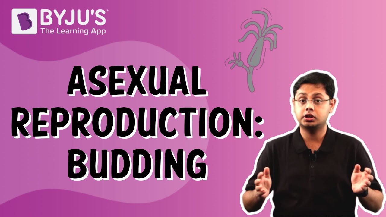 Asexual Reproduction: Budding | Class 8 | Learn With BYJU'S