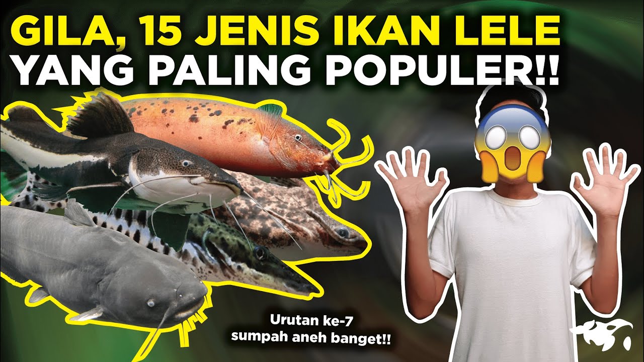 BIKIN MELONGO!! INILAH 15 JENIS IKAN LELE YANG PALING POPULER, YANG MANA FAVORITMU?.