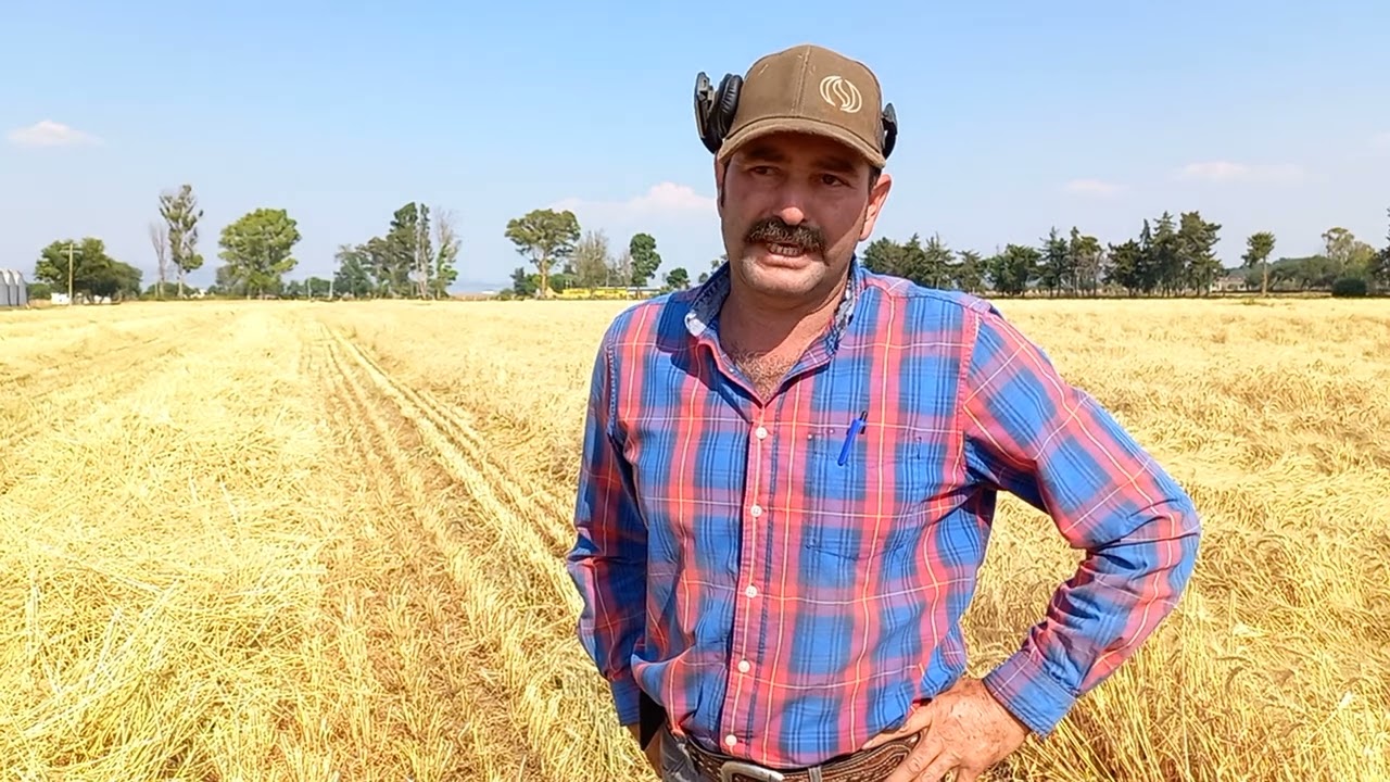 Trigo de  + 8 ton/ha en agricultura de conservación, Sr. Fernando Ramirez, Cuitzeo, Michoacán