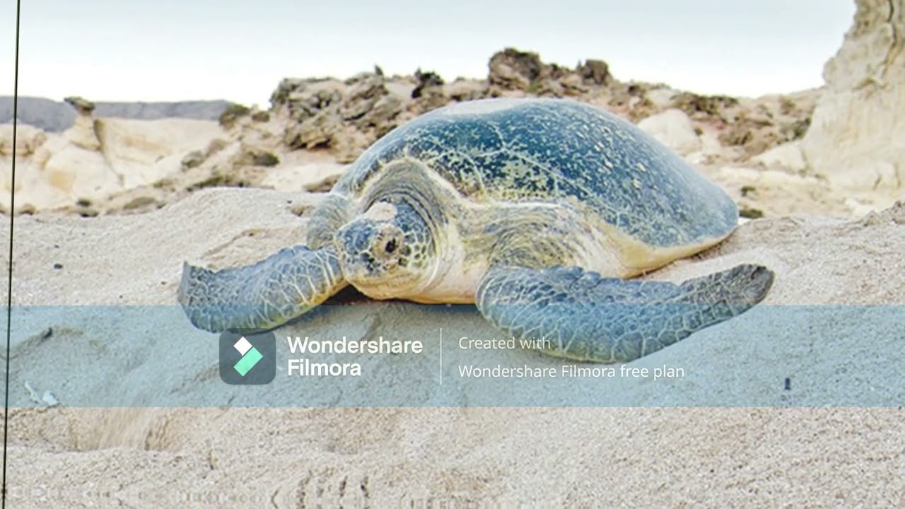 Marine Life in Oman Moving Image Video