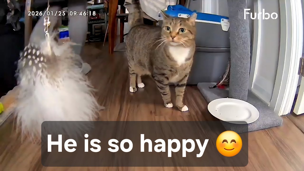 Cat's Reaction to Owner Coming Home Will Melt Your Heart ❤️ 🥺