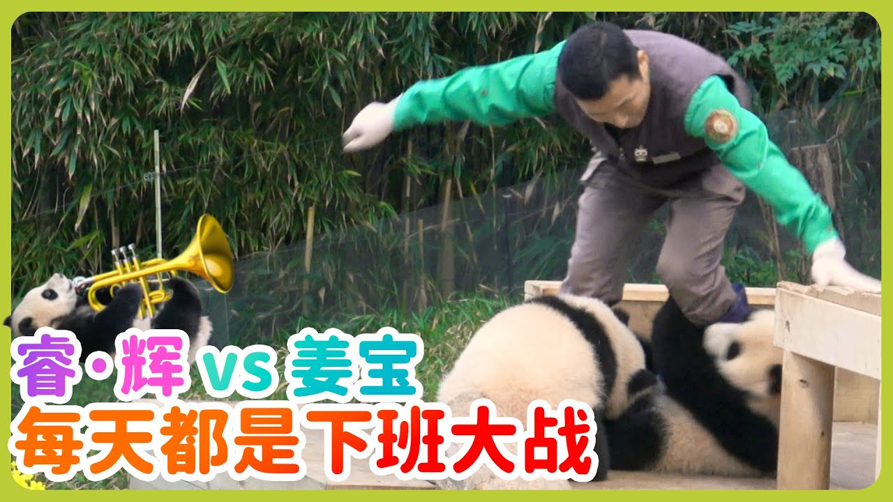 姜爷爷欺负辉宝，带着辉宝转圈~辉宝生气了 不下班！甜睿宝安静的看着#에버랜드 #辉宝 #睿寶 #輝寶 #愛寶樂園 #熊貓 #大熊貓 #giantpanda #愛寶樂園 #ruibao #huibao