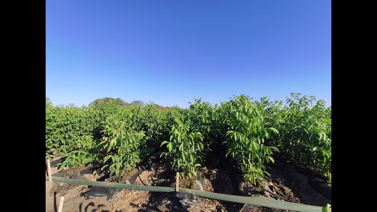 Grafted walnut trees growing in the production fields at Voinesti Nurseries, Moldova (ENG). SEP-23.