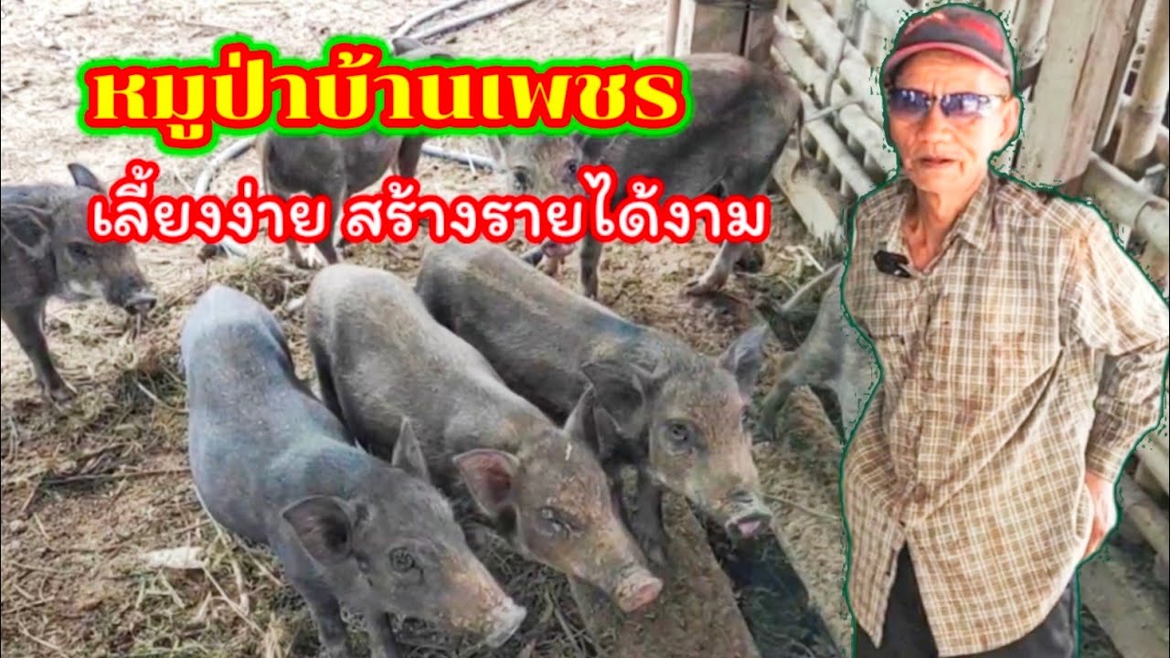 วีระพรฟาร์ม !! เลี้ยงหมูป่าพันธุ์แท้และลูกผสม ที่บ้านเพชร อ.ภูเขียว