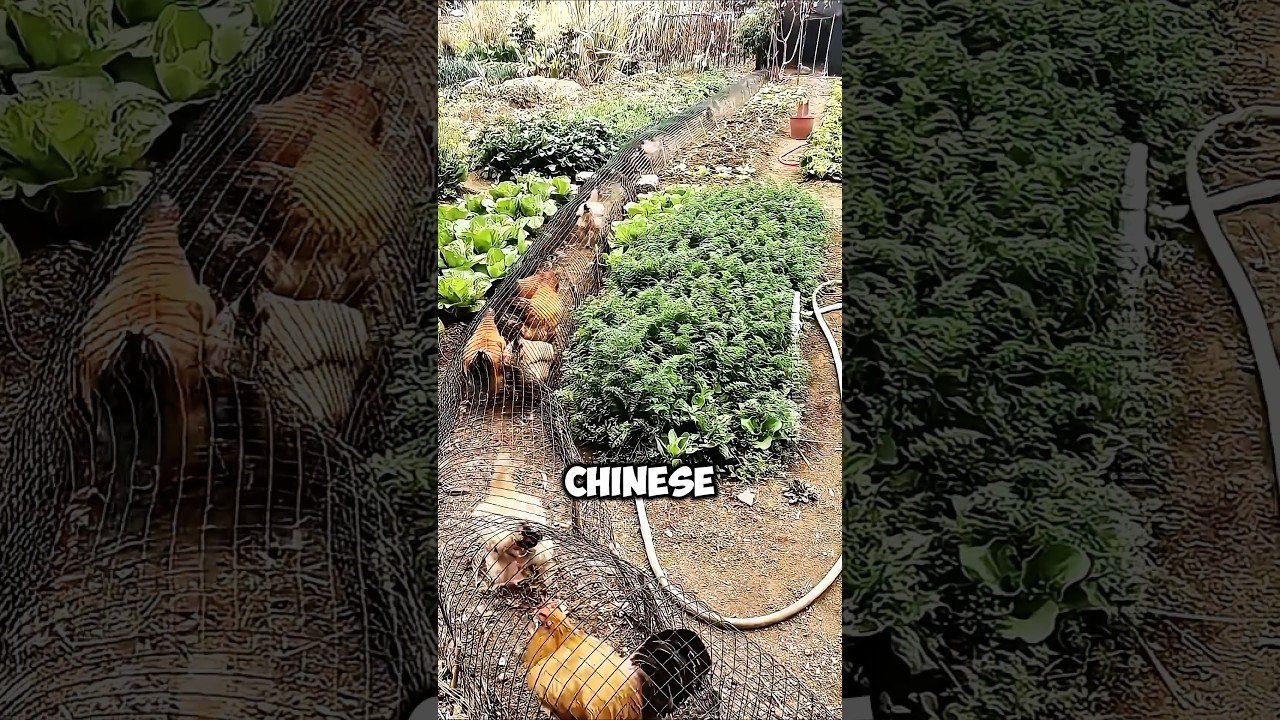 Why the Chinese farmers feed their chickens inside nets ?