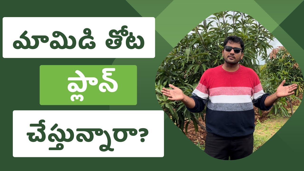 మామిడి తోట పెట్టాలనుకుంటున్నారా? ఐతే ఎంత దూరంలో?
