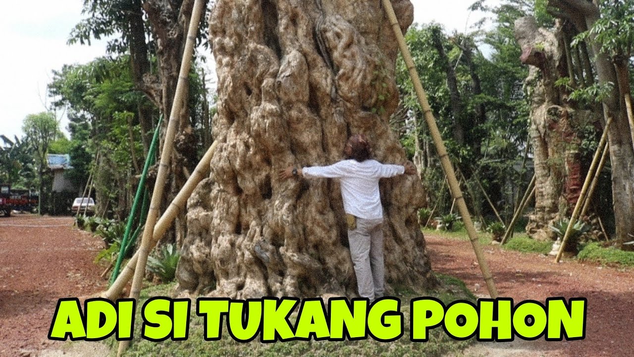 ADI SI TUKANG POHON | PART 1