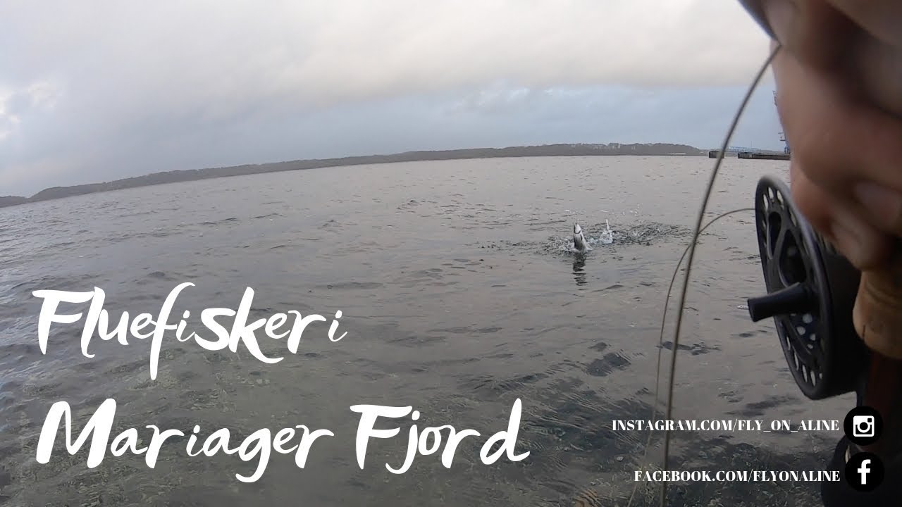 Fluefiskeri i Mariager Fjord