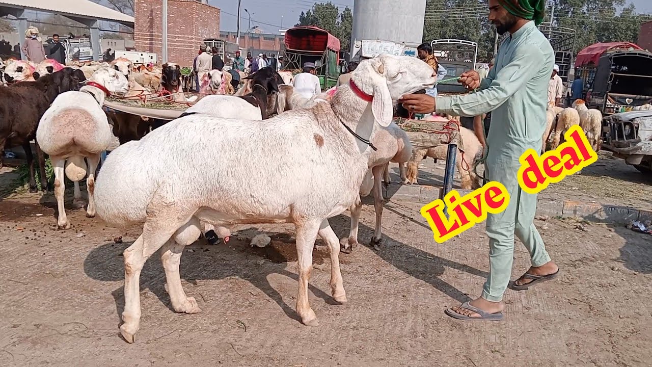 Qurbani 2026 Lahore Mandi dumbbe aur kajale chhatre aur mundre chhatre high rate Sajjad Lahori shoq 