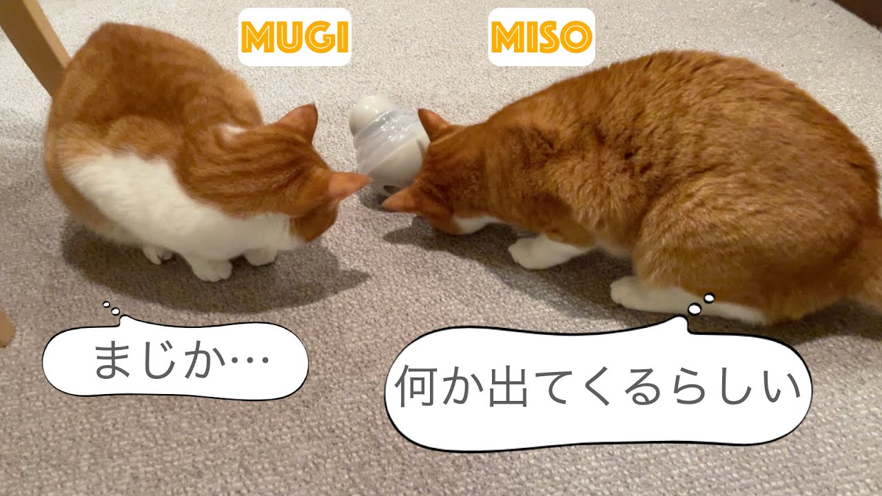 【保護猫姉妹】初めての知育おもちゃに挑戦！