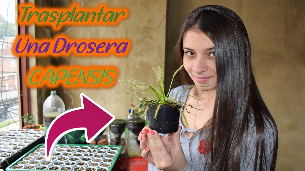¿Cómo trasplantar una Drosera Capensis?