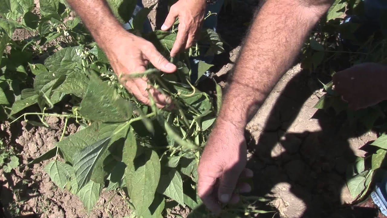 The Beneficial Bean: How Beans are Grown and Processed in California