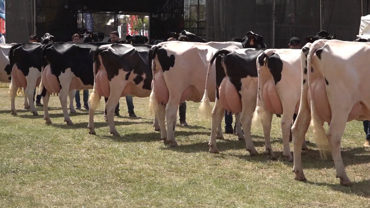 Raza holando argentino: desarrollo gen&eacute;tico y productivo en Caba&ntilde;a 