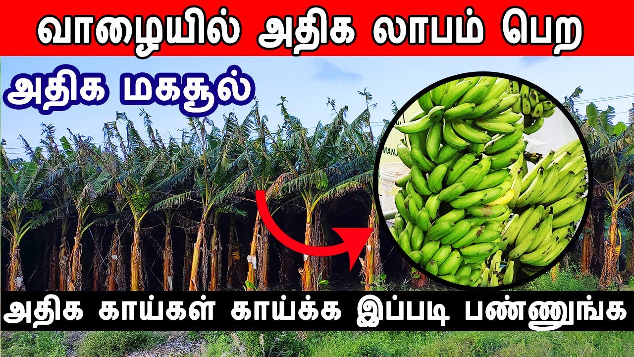 vaalai maram valarppu, banana cultivation, banana tree pest control, அதிக மகசூல் பெற, வாழை மரம்
