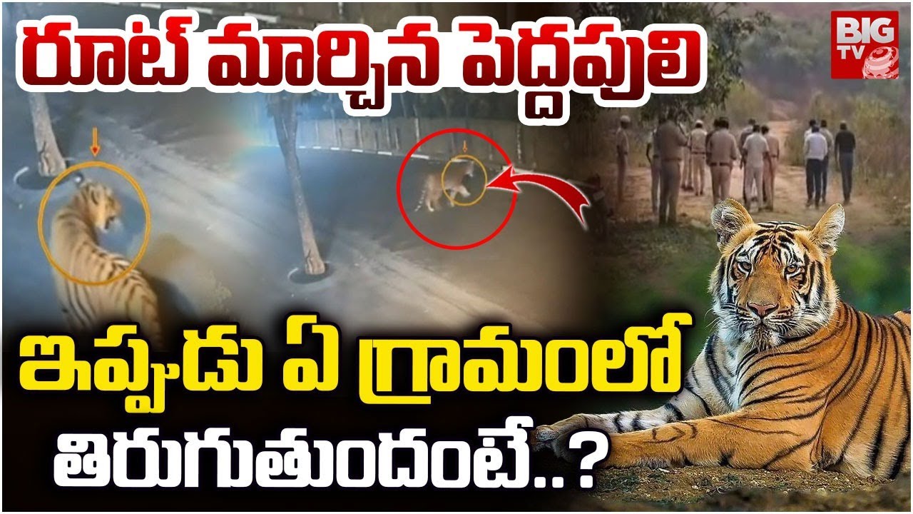 Tiger in Rajahmundry |రూట్ మార్చిన పెద్దపులి | Tiger Latest News | Tiger in Punyakshetram | BIGTV