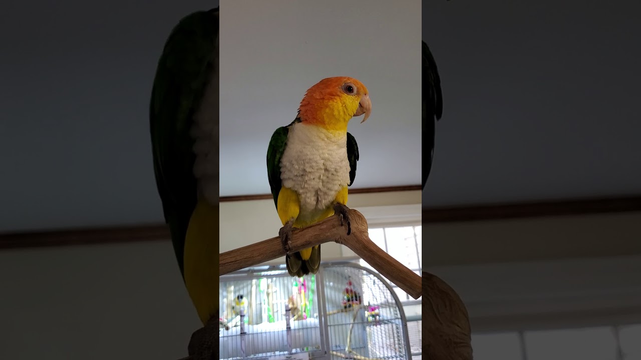 Hanging with the skittle chickens!