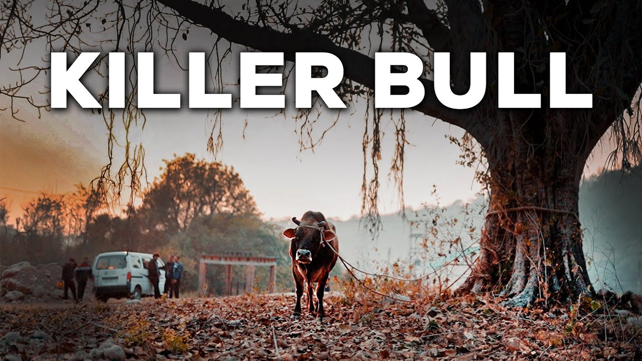 Bull blamed for killing a man | Cow rescue video