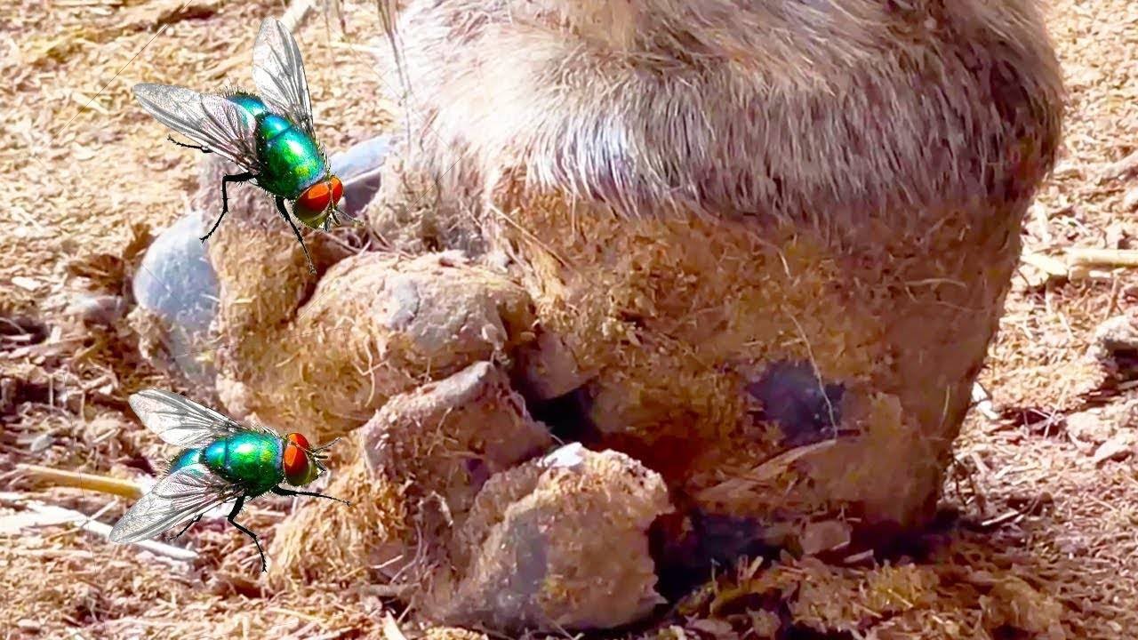 Save the forgotten animals丨ASMR丨Donkey hoof cutting sound