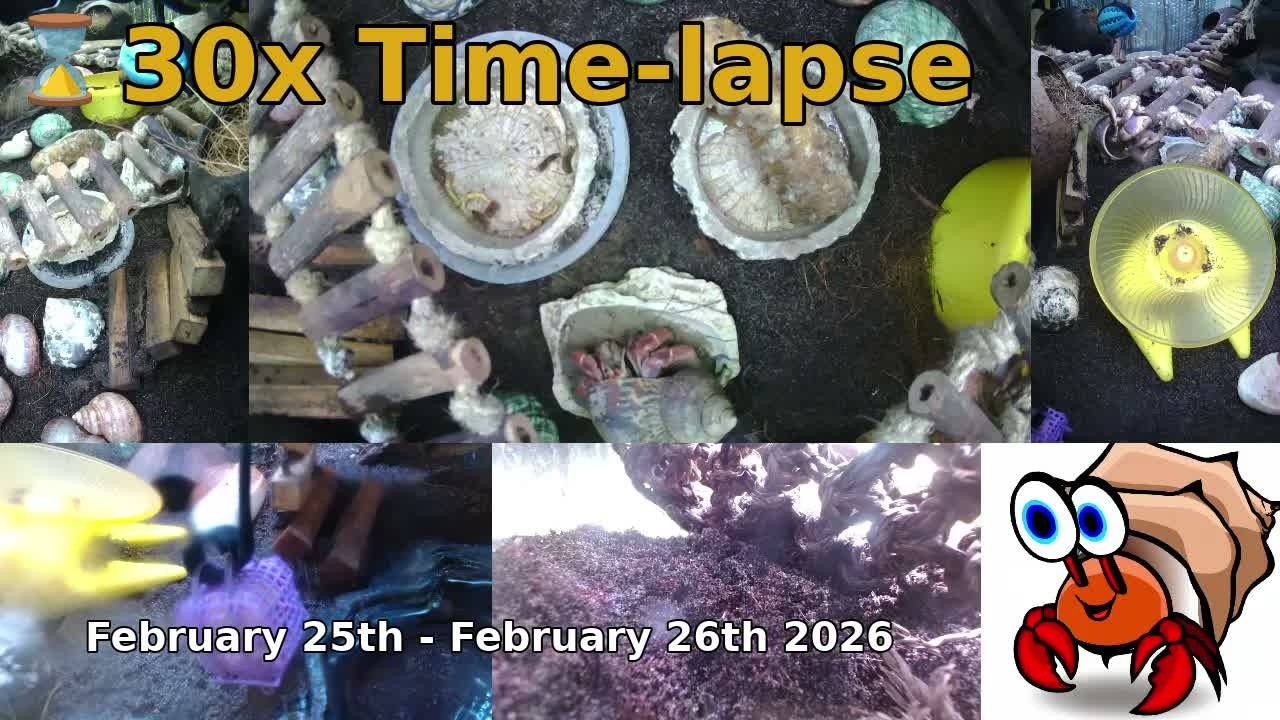 ⌛ Time Lapse of 24x7 Hermit Crab Live Stream February 25th - February 26th 2026 (30x)
