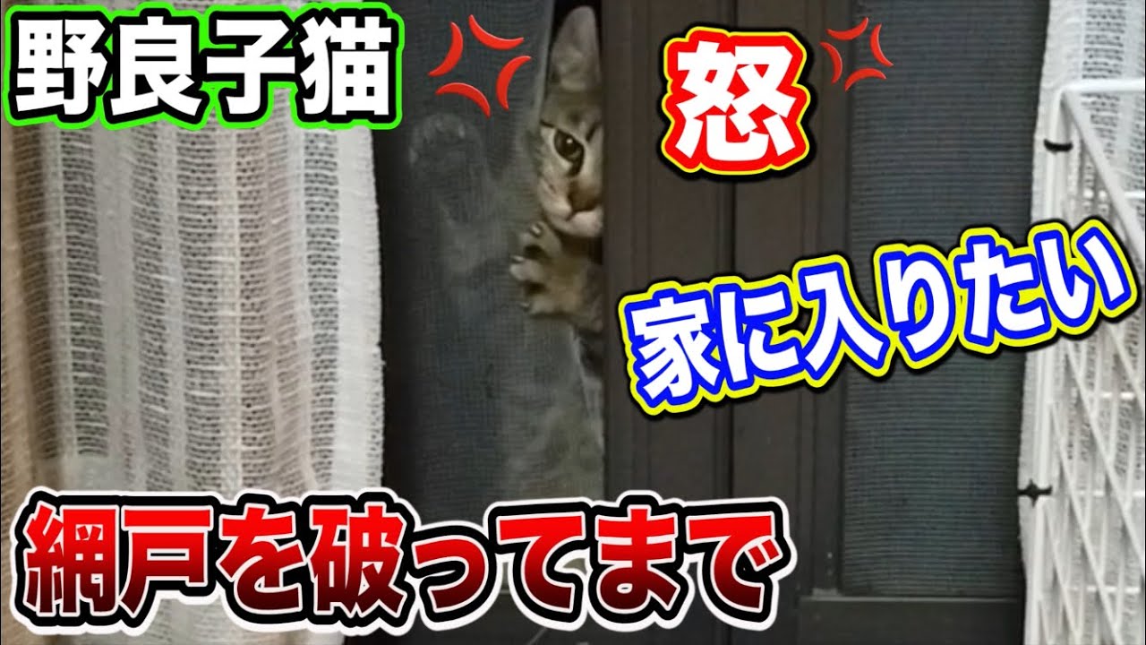 野良猫 子猫 鳴き声【網戸を破ってまで家に入りたい子猫が可愛過ぎる!】 Kitten Japanese traditional house