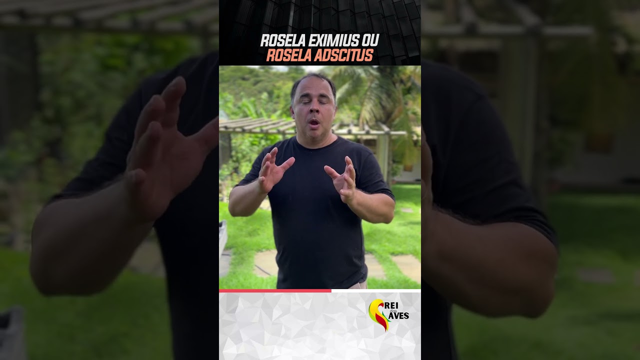 ROSELA EXIMIUS OU ROSELA ADISCITUS #ROSELAS #ROSELEIROS