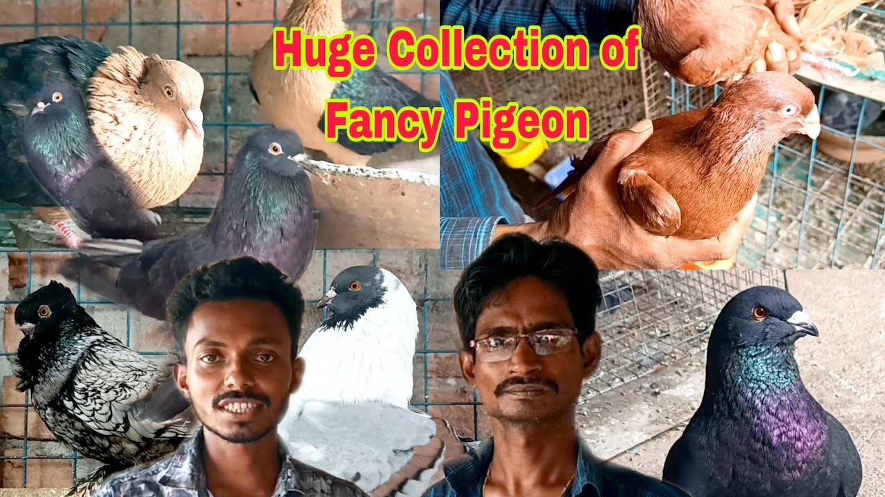 Samit Da's Fancy Pigeon Loft visit discuss  price at West Bengal India/ Fancy Kabutar farm visit