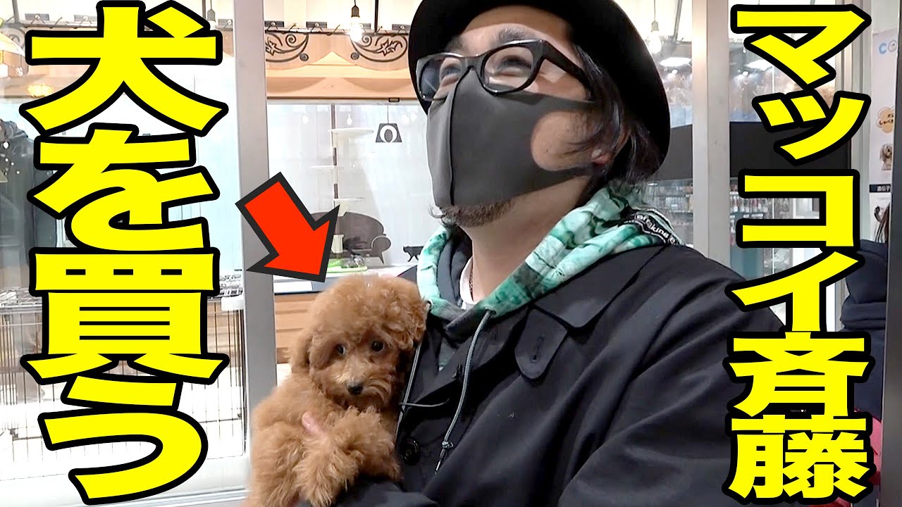 【神旅】マッコイがケンカ旅の果てにめちゃくちゃカワイイ犬を買う！【きゅんです】