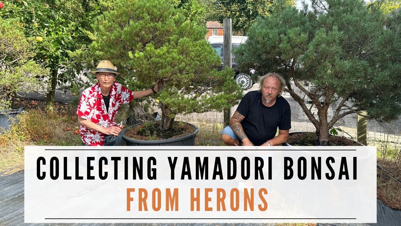 Yamadori Bonsai at Herons