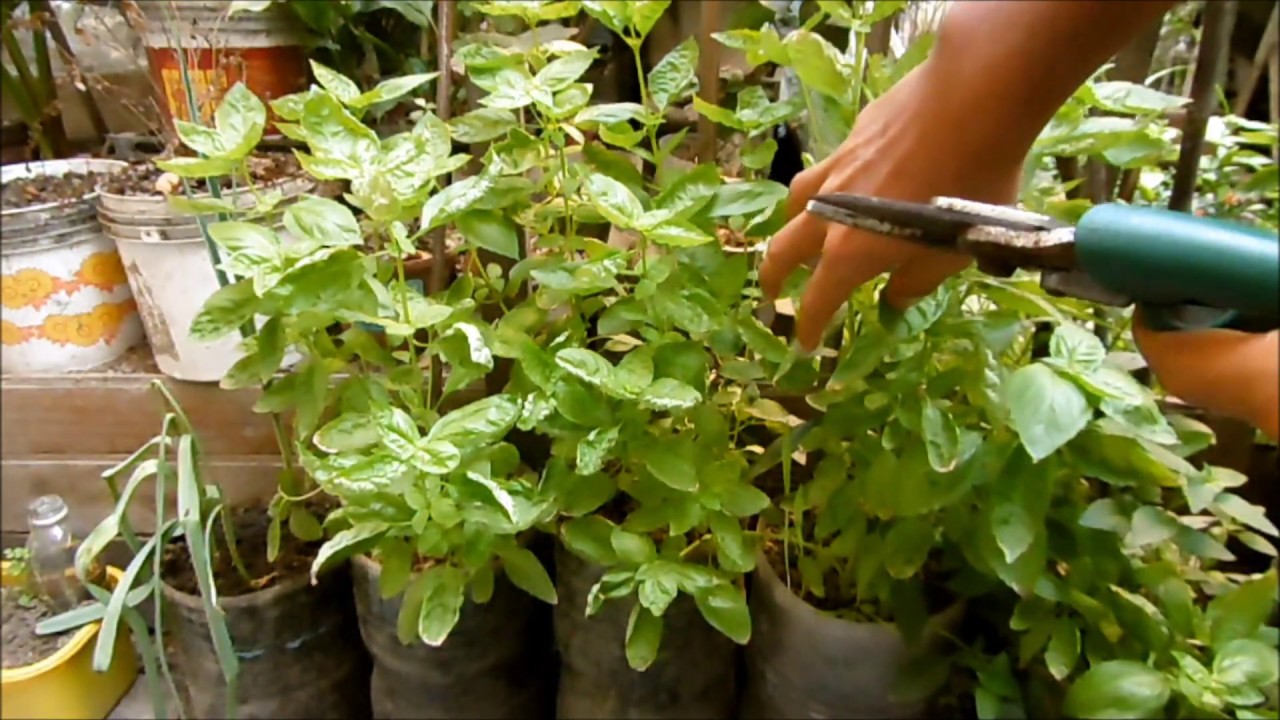 COMO REALIZAR LA COSECHA O CORTE DE LA ALBAHACA
