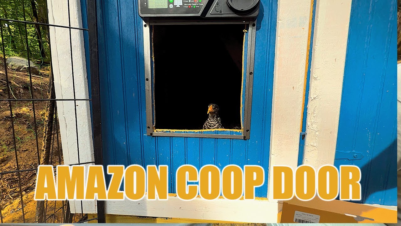 This Amazon Chicken Door Changed EVERYTHING