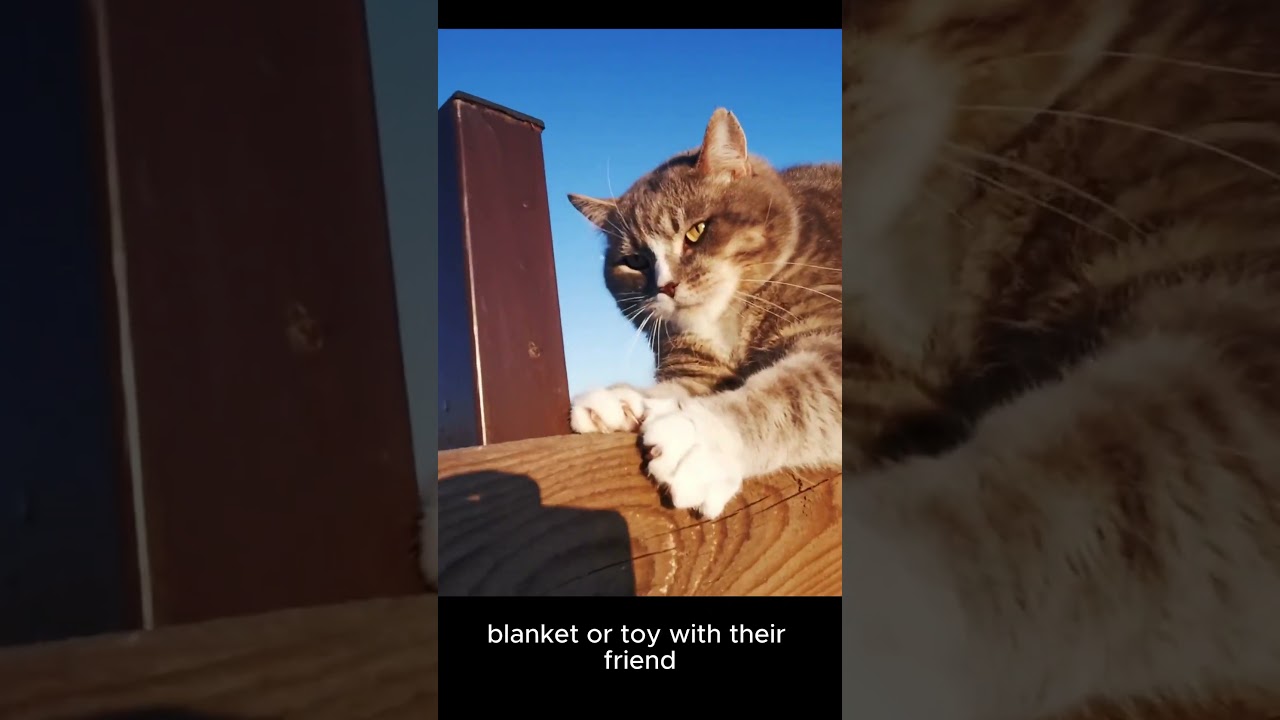 Is Your Pet Grieving? (What I Learned When My Cat Lost His Brother) | Pet Psychology