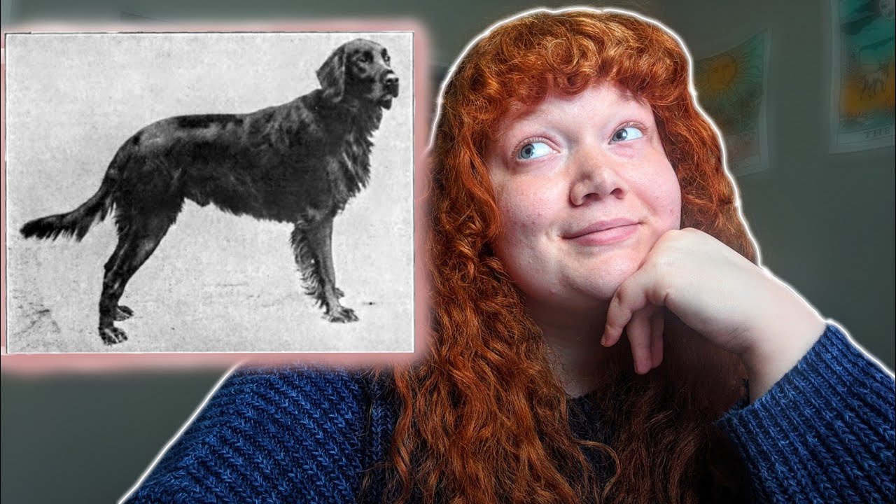 Does Your Flat Coated Retriever Have These Traits?? *Real life footage