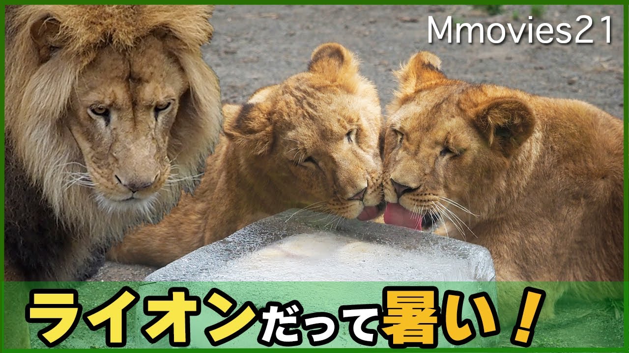 氷に群がるライオン「オリト」は氷枕を楽しむつもりが・・旭山動物園ライオン家族へ納涼プレゼント~Present ice to the Lion family