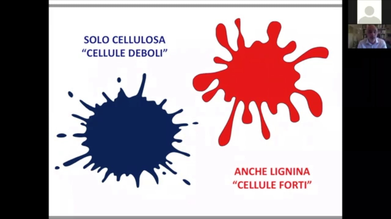 Foreste e dintorni - Webinar con il Prof. Alan Crivellaro