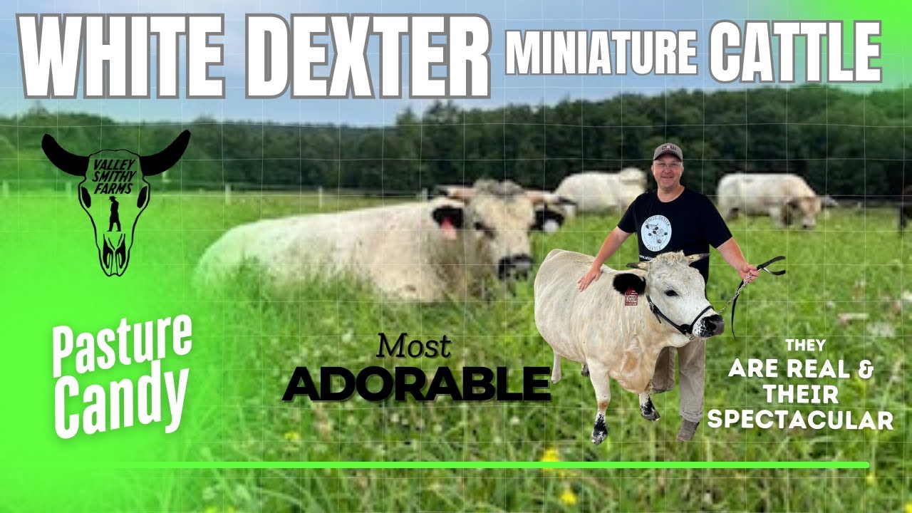 Discover the Charm of White Dexter Miniature Cattle: A Unique Breed!