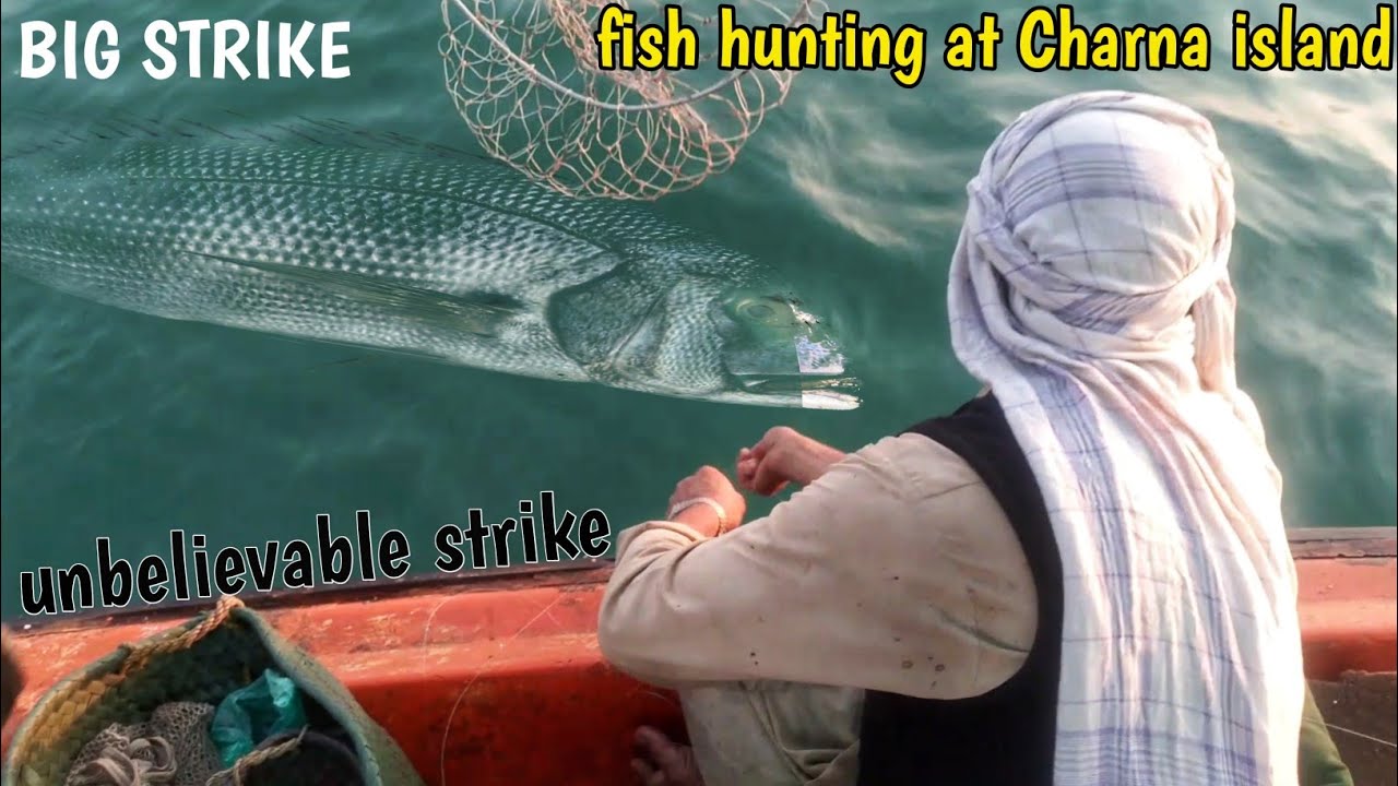Fish hunting at Charna island November 22, 2025 #charnaisland like share subscribe comment 
