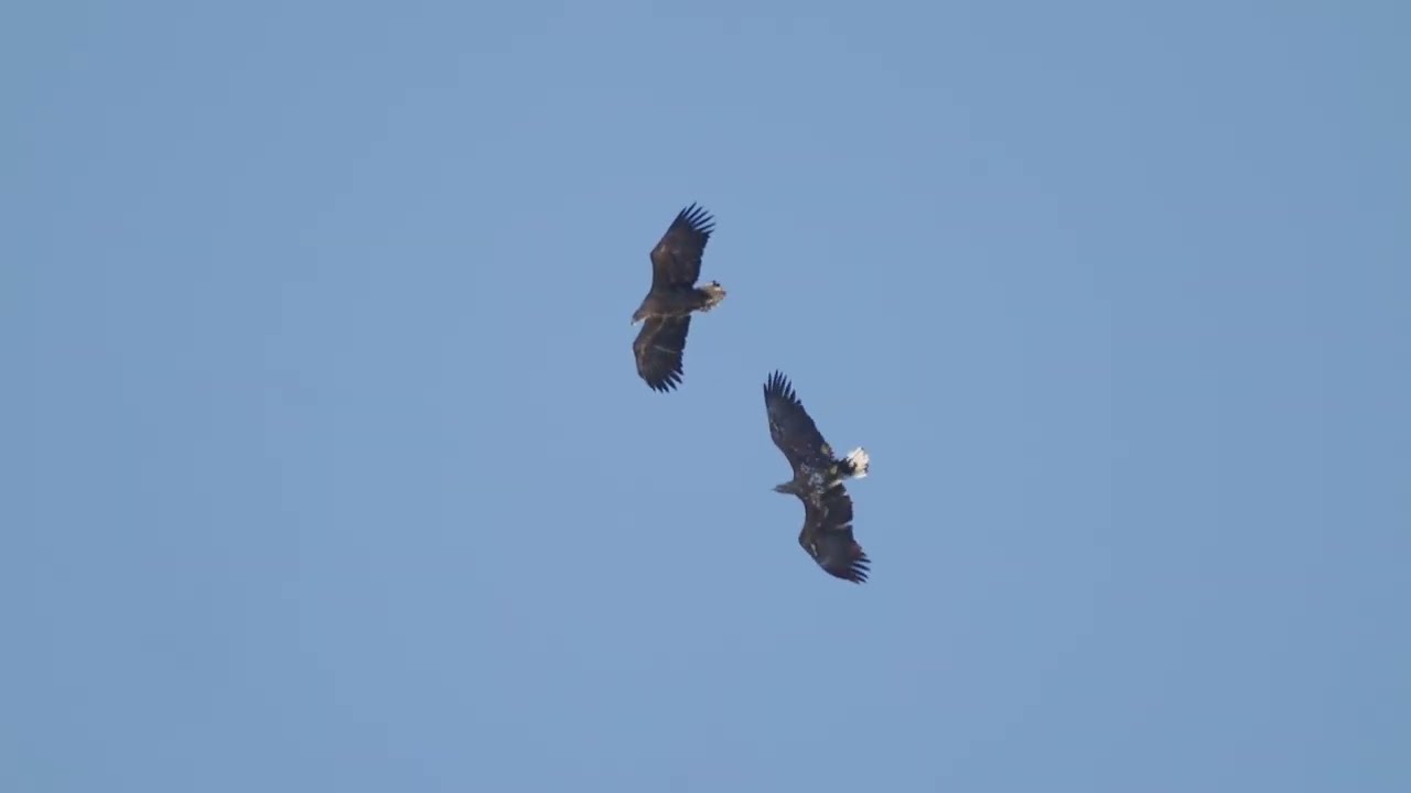 sea eagles