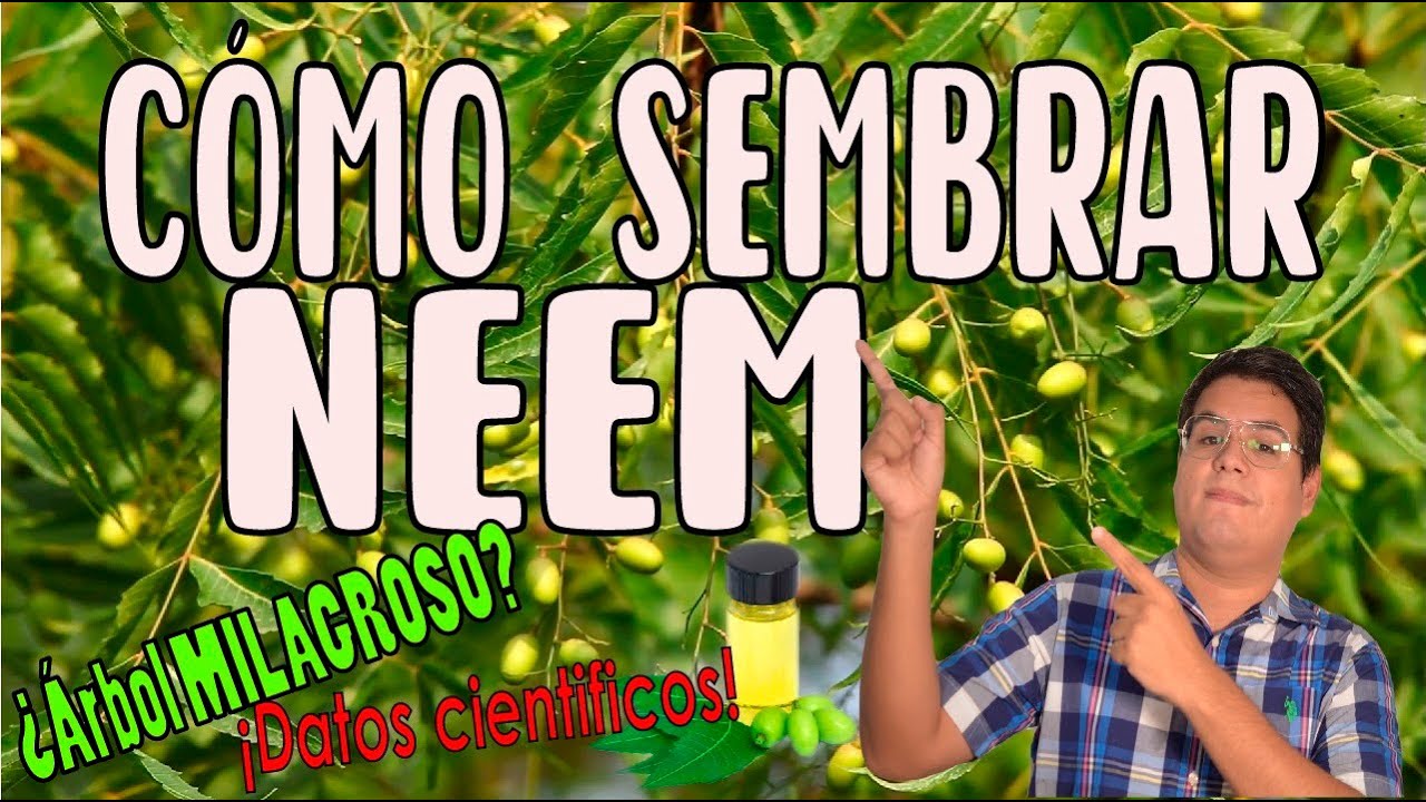 CÓMO SEMBRAR NEEM FÁCIL🌿🌿CONOZCA TODAS SUS PROPIEDADES  (Azadirachta indica)🍃 (Método MUY EFECTIVO)