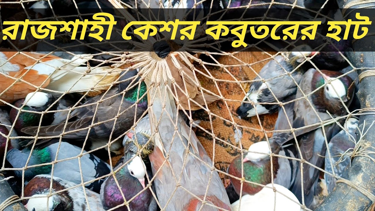 রাজশাহী কেশর কবুতর হাট থেকে,কবুতরের আপডেট দাম জানুন।হাট বসে প্রতি শনিবার এবং বুধবার