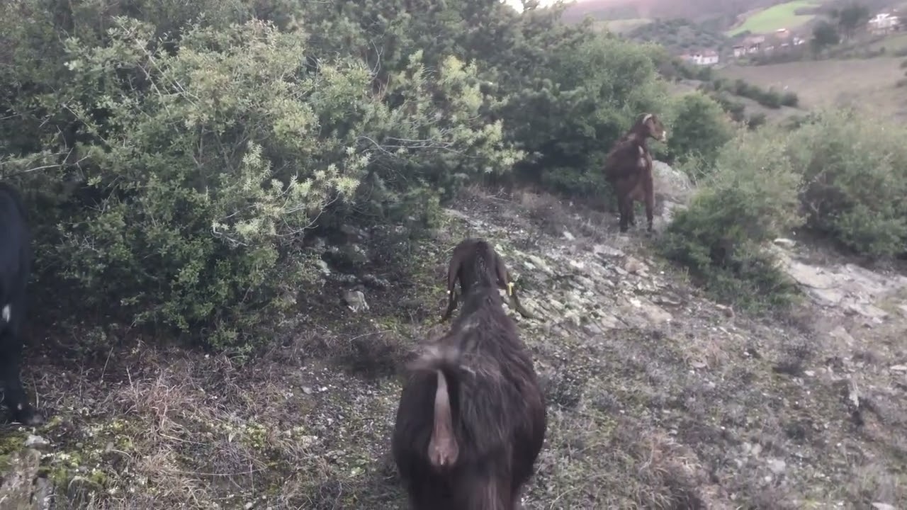 MİRAÇ  KANDINIZ MÜBAREK  OLSUN