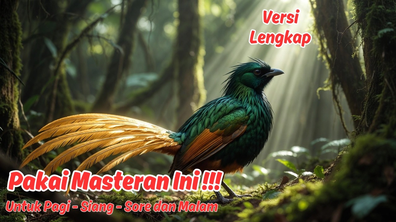 Masteran atau Pancingan Murai Batu Harian Paling Ampuh Pancing Emosi