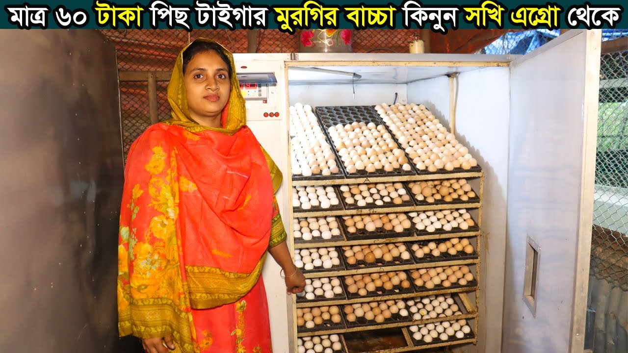সৌখিন নারী উদ্যোক্তা সখি আপা টাইগার মুরগির খামার থেকে যে ভাবে বাচ্চা ফুটিয়ে থাকে।Morgi Farming