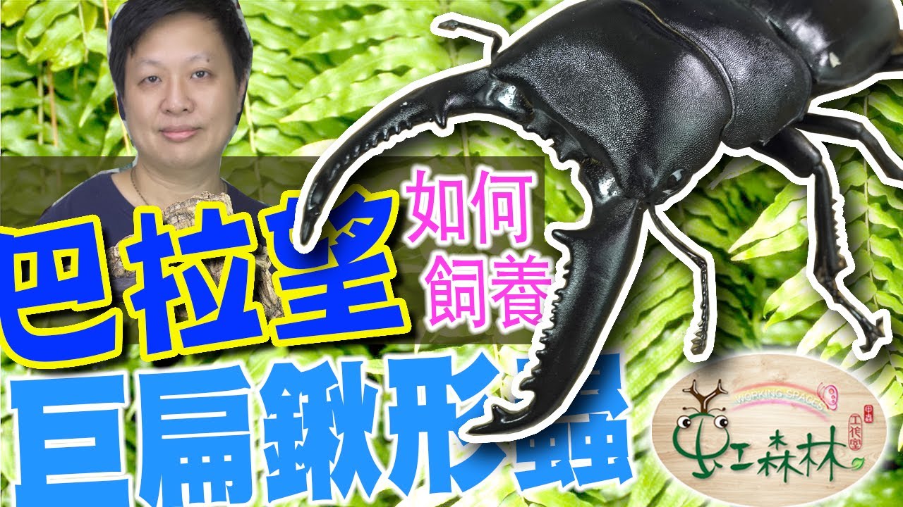 談談 巴拉望巨扁鍬形蟲 最大的巨扁鍬形蟲 製作人工蛹室 開甲蟲產房  綁牙 繁殖 Dorcus titanus palawanicus★ 虹森林chentsei甲蟲老師 ★